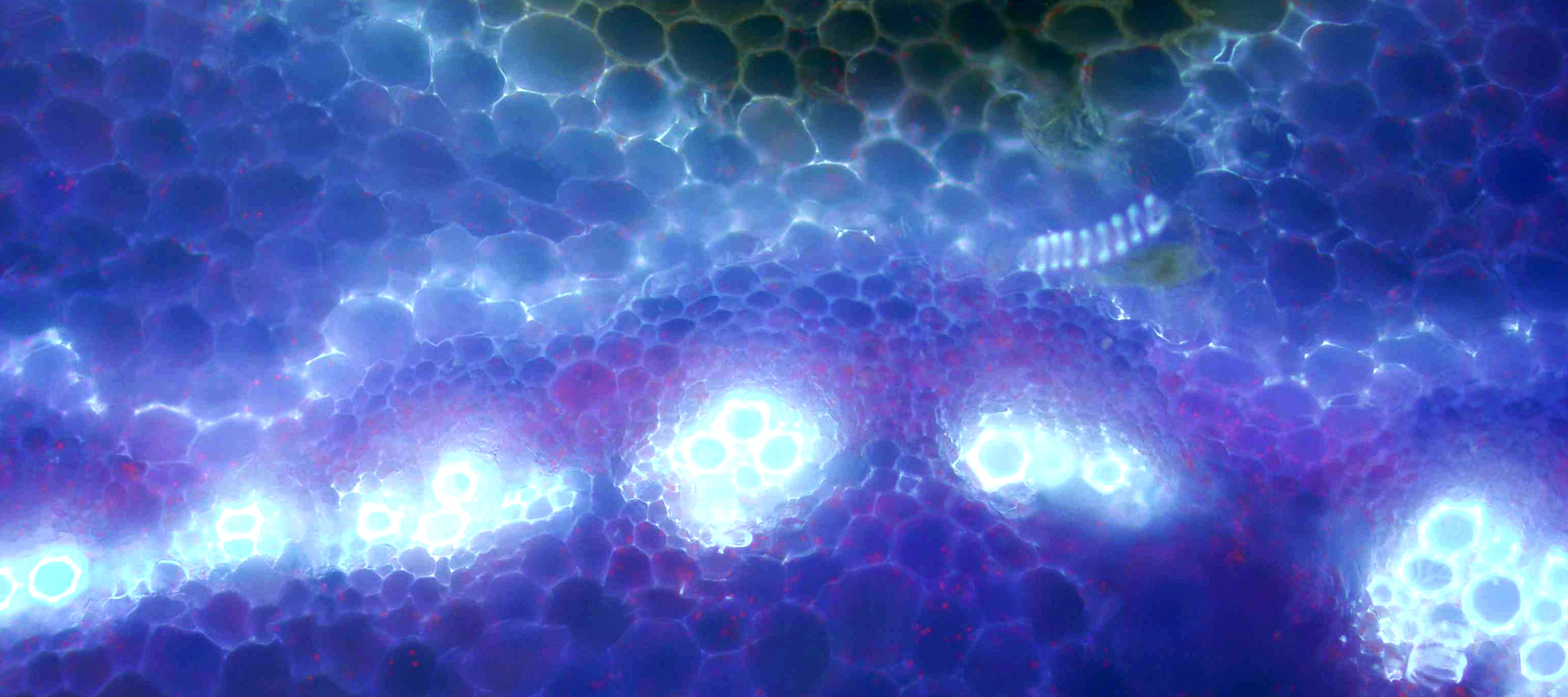 Webinar: BioImage Archive and Electron Microscopy Public Image Archive ...