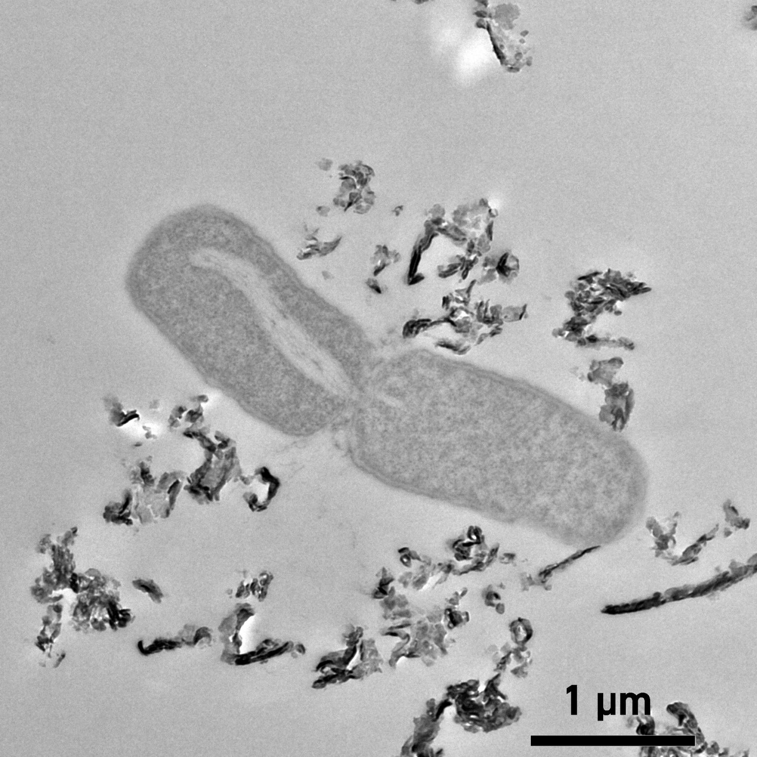 Engineers devise new method to remove harmful E. coli from water