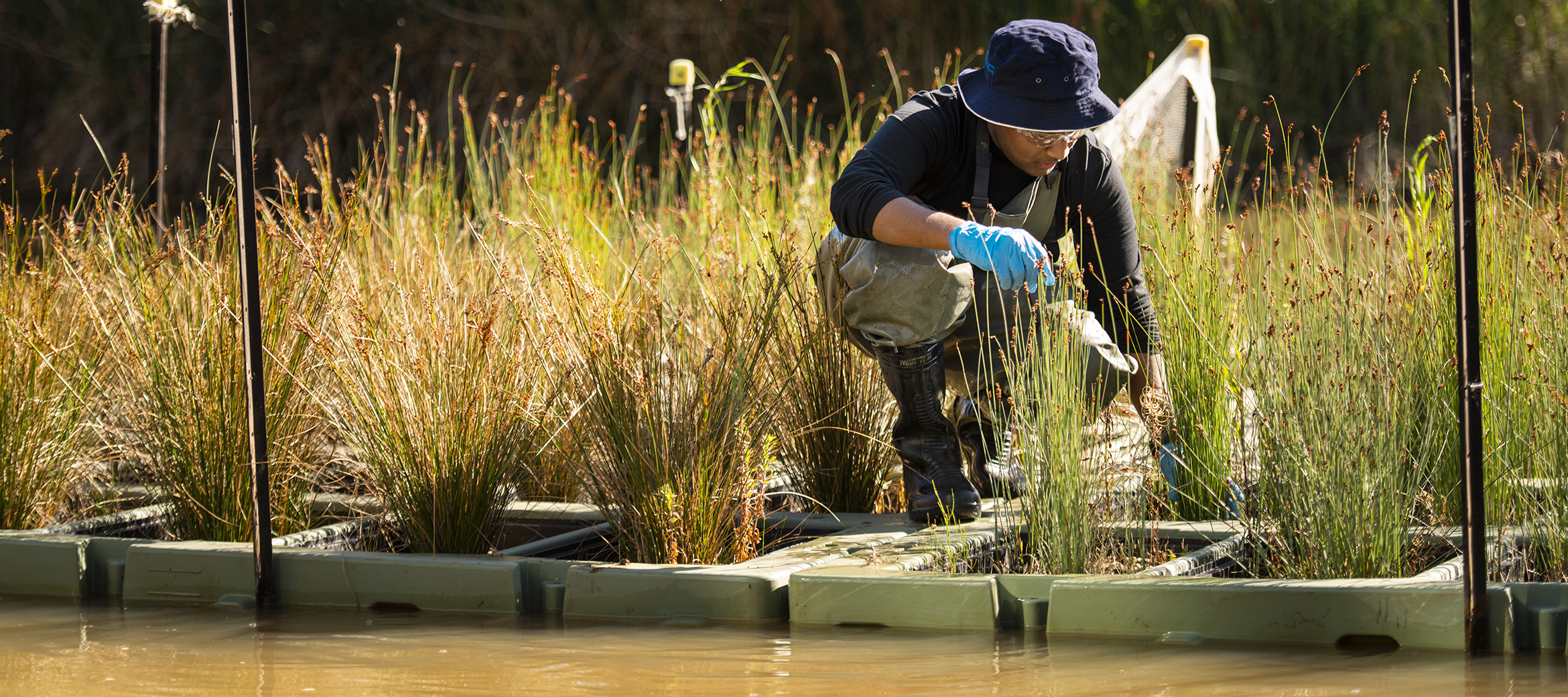 Using reeds to remove toxic PFAS chemicals - Microscopy Australia