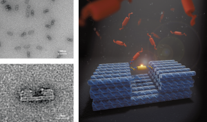 Left images: TEM images of DNA origami transporters. The transporters have a thin central ‘cargo bay’ and thicker end blocks where the attachment sites are located. Right image: Illustration of DNA transporter with protein cargo, surrounded by other protein subunits in solution. Illustration by Dr Jonathan Berengut, UNSW Sydney.