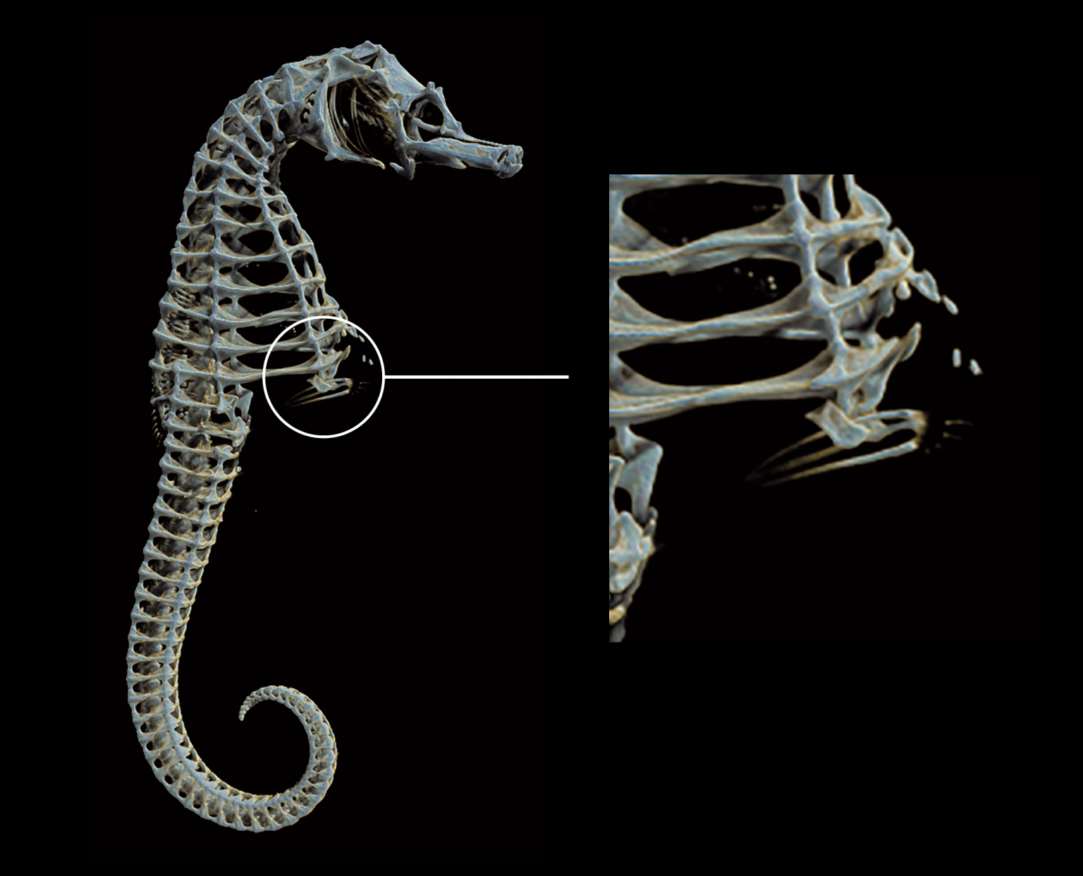 Secrets of pregnancy in male seahorses - Microscopy Australia