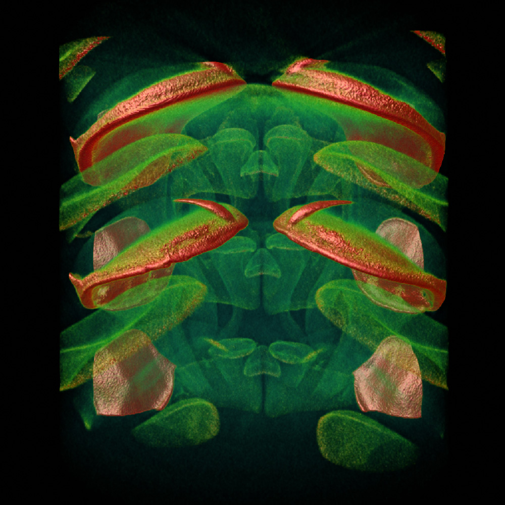 Teeth of a chiton - Microscopy Australia