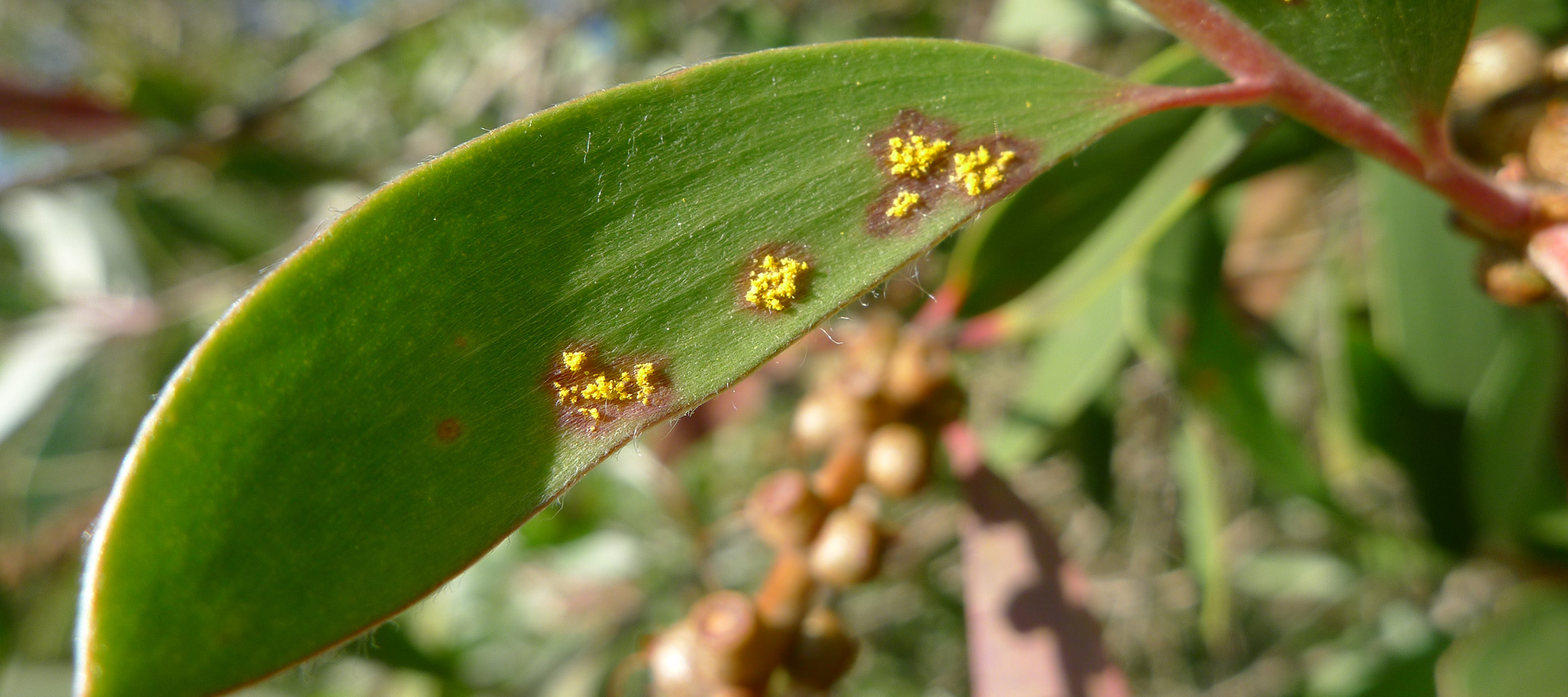 A Breakthrough in Myrtle Rust Treatment - Microscopy Australia