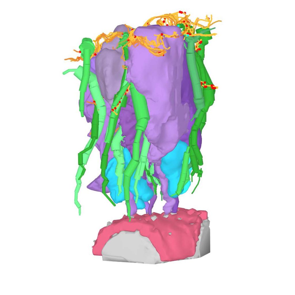 How Centipedes Control Venom Composition Microscopy Australia