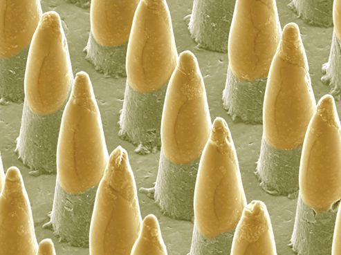 Vaccine (yellow) on Vaxxas' HD-MAP (green) imaged using SEM.